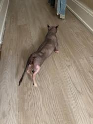 Lost Male Cat last seen Indianapolis Indiana, Indianapolis, IN 46226
