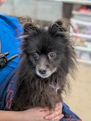 Shelter Stray Female Dog last seen S Salisbury Terrace, Lecanto, FL, 4030 S Airport Rd, Inverness, FL 34450, USA