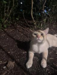 Found/Stray Male Cat last seen Bluff St and Gary av, Carol Stream, IL 60188