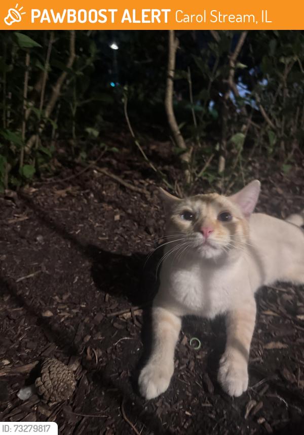 Found/Stray Male Cat last seen Bluff St and Gary av, Carol Stream, IL 60188