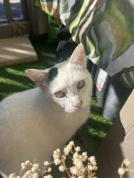 Lost Female Cat last seen Beverly at Shadowlake, Houston, TX 77082