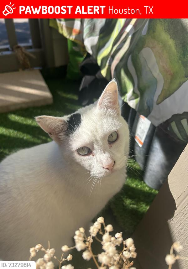 Lost Female Cat last seen Beverly at Shadowlake, Houston, TX 77082
