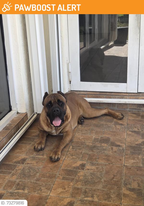 Found/Stray Male Dog last seen SW 216th ST & 186th AVE, Miami-Dade County, FL 33187