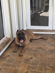 Found/Stray Male Dog last seen SW 216th ST & 186th AVE, Miami-Dade County, FL 33187