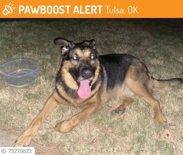 Found/Stray Female Dog last seen Jackson Ave. & SW Blvd, Tulsa, OK 74107