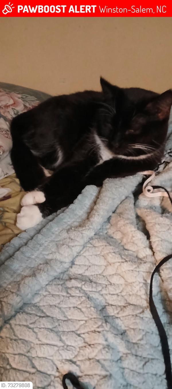 Lost Male Cat last seen Fanny Road off Williard Rd, Winston-Salem, NC 27107