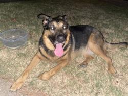 Found/Stray Female Dog last seen Jackson Ave. & SW Blvd, Tulsa, OK 74107