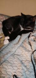 Lost Male Cat last seen Fanny Road off Williard Rd, Winston-Salem, NC 27107