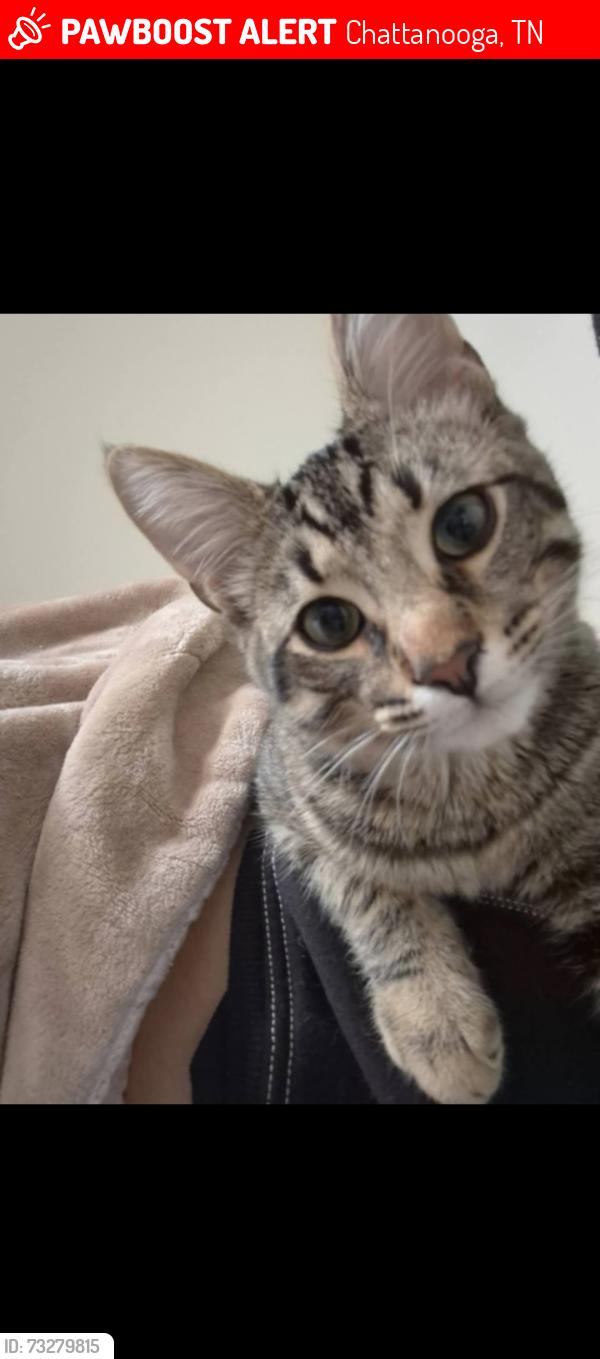 Lost Male Cat last seen E 44th Street Chattanooga TN 37407, Chattanooga, TN 37407