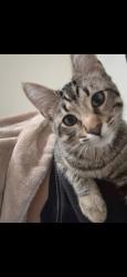 Lost Male Cat last seen E 44th Street Chattanooga TN 37407, Chattanooga, TN 37407