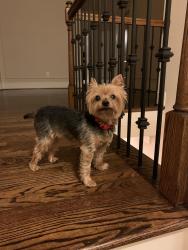 Lost Male Dog last seen Quintessa neighborhood, Matthews, NC 28104