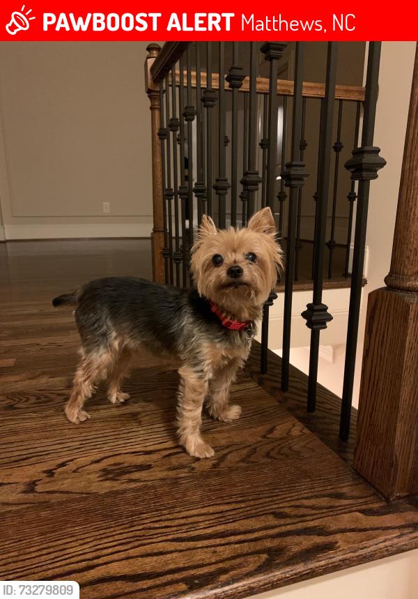 Lost Male Dog last seen Quintessa neighborhood, Matthews, NC 28104