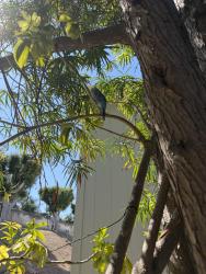 Found/Stray Unknown Bird last seen N Melrose Dr and Ascot, Vista, CA 92083