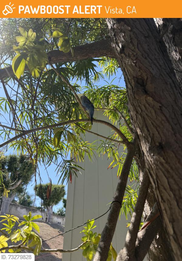 Found/Stray Unknown Bird last seen N Melrose Dr and Ascot, Vista, CA 92083