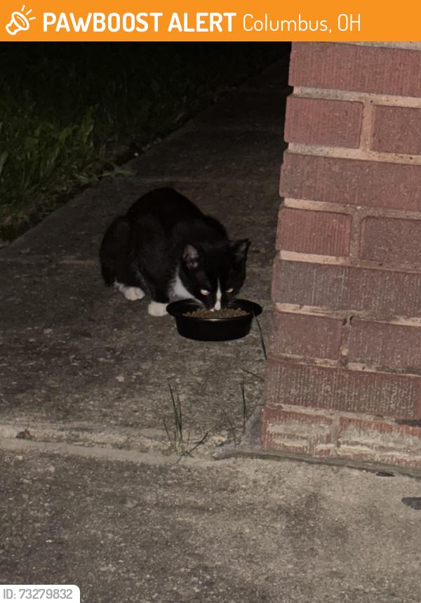 Found/Stray Unknown Cat last seen Southwood and 8th St., Columbus, OH 43207