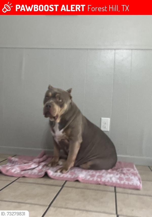Lost Female Dog last seen Emily Trentman Park, Forest Hill, TX 76119