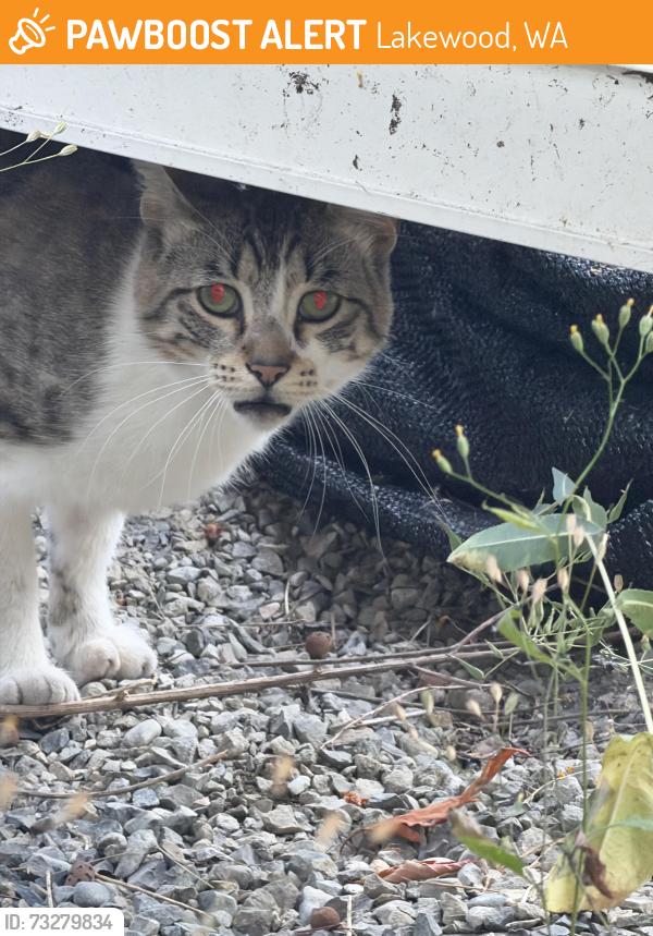 Found/Stray Male Cat last seen 150th St Sw and Woodbrook Dr, Lakewood, WA 98439