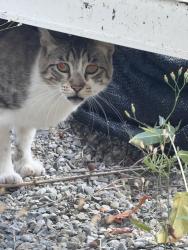 Found/Stray Male Cat last seen 150th St Sw and Woodbrook Dr, Lakewood, WA 98439
