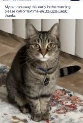 Lost Male Cat last seen John Epps Rd., Ashford Meadow apmts, Herndon, VA 20171