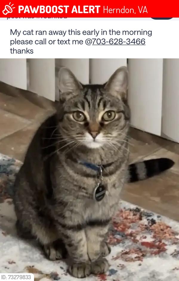 Lost Male Cat last seen John Epps Rd., Ashford Meadow apmts, Herndon, VA 20171