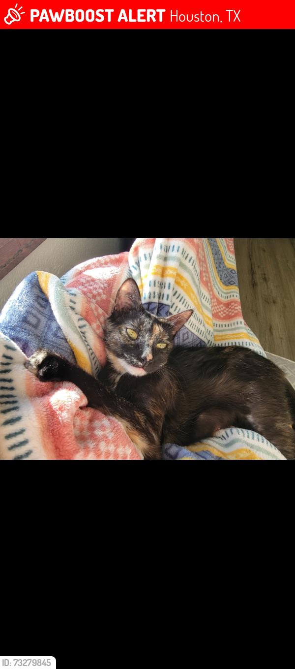 Lost Female Cat last seen Spotted by Oakmoor apmts, Houston, TX 77051