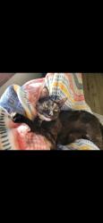 Lost Female Cat last seen Spotted by Oakmoor apmts, Houston, TX 77051