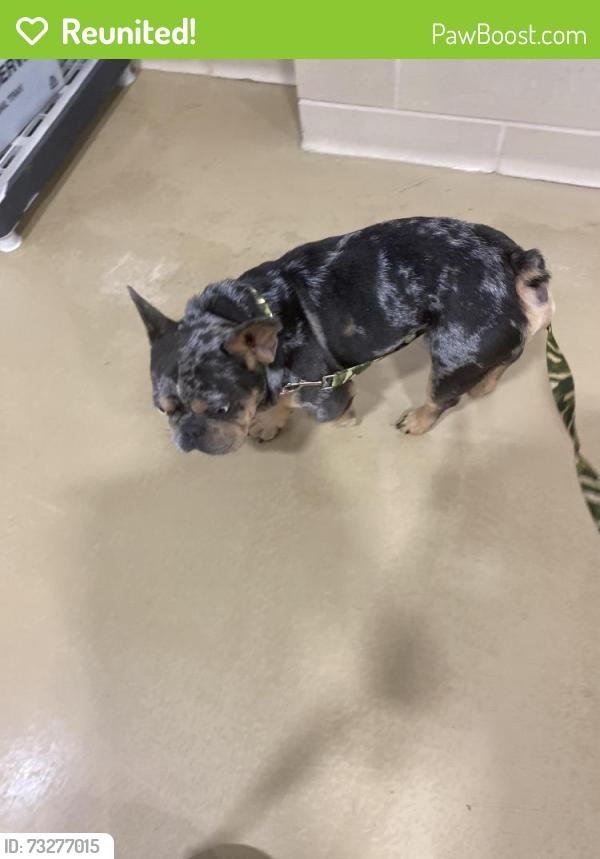 Reunited Male Dog last seen New Walkertown and Dellabrook dr, Winston-Salem, NC 27105