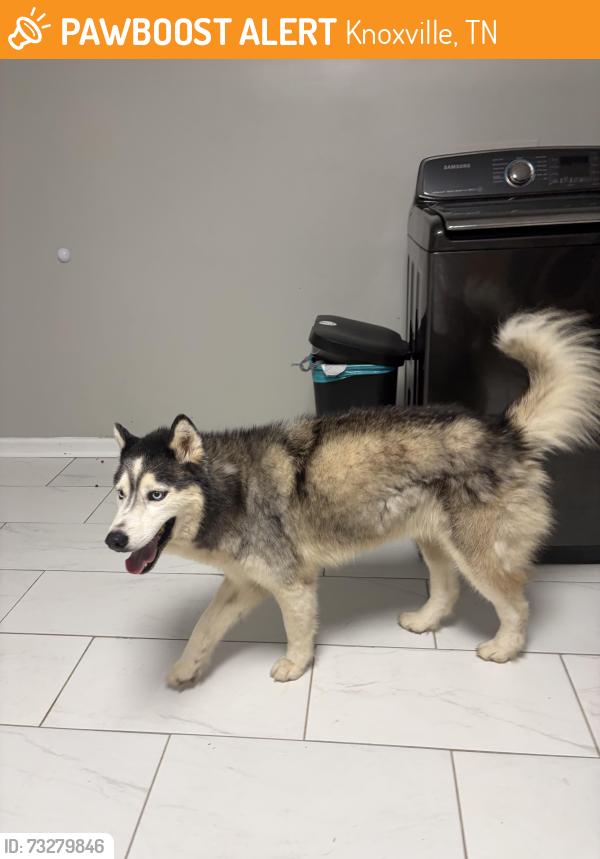 Found/Stray Unknown Dog last seen my hse, Knoxville, TN 37921
