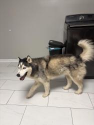 Found/Stray Unknown Dog last seen my hse, Knoxville, TN 37921