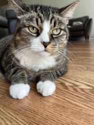 Lost Male Cat last seen Scarecrow Ct, Freehold, NJ, Monmouth County, NJ 07728