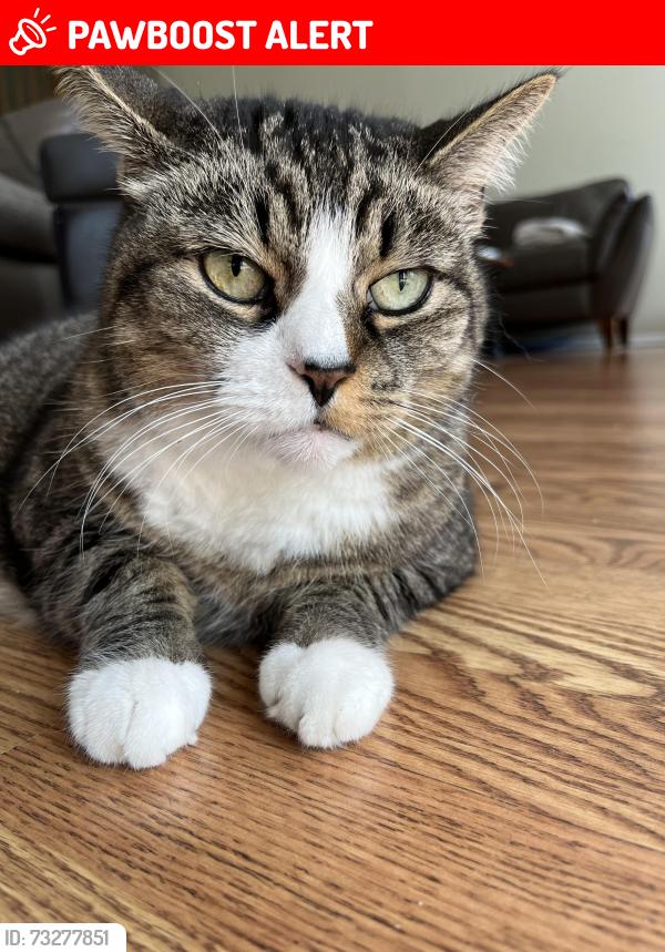 Lost Male Cat last seen Scarecrow Ct, Freehold, NJ, Monmouth County, NJ 07728