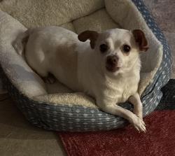 Lost Female Dog last seen Valencia-6th Ave, Tucson, AZ 85706