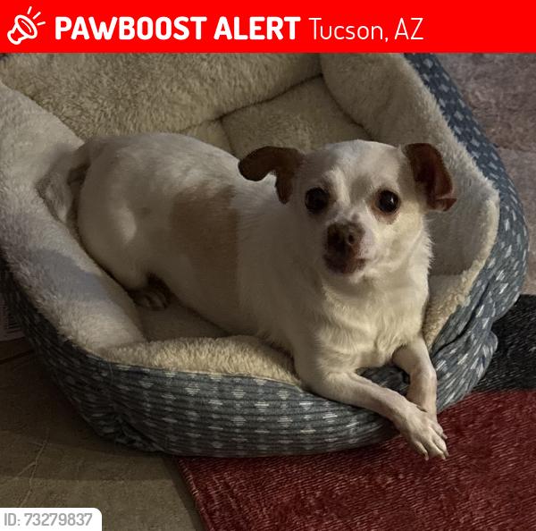 Lost Female Dog last seen Valencia-6th Ave, Tucson, AZ 85706