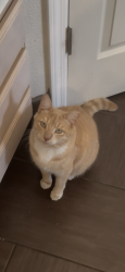 Lost Male Cat last seen in the parking lot of the Lowe’s / VEG, San Jose, CA 95131