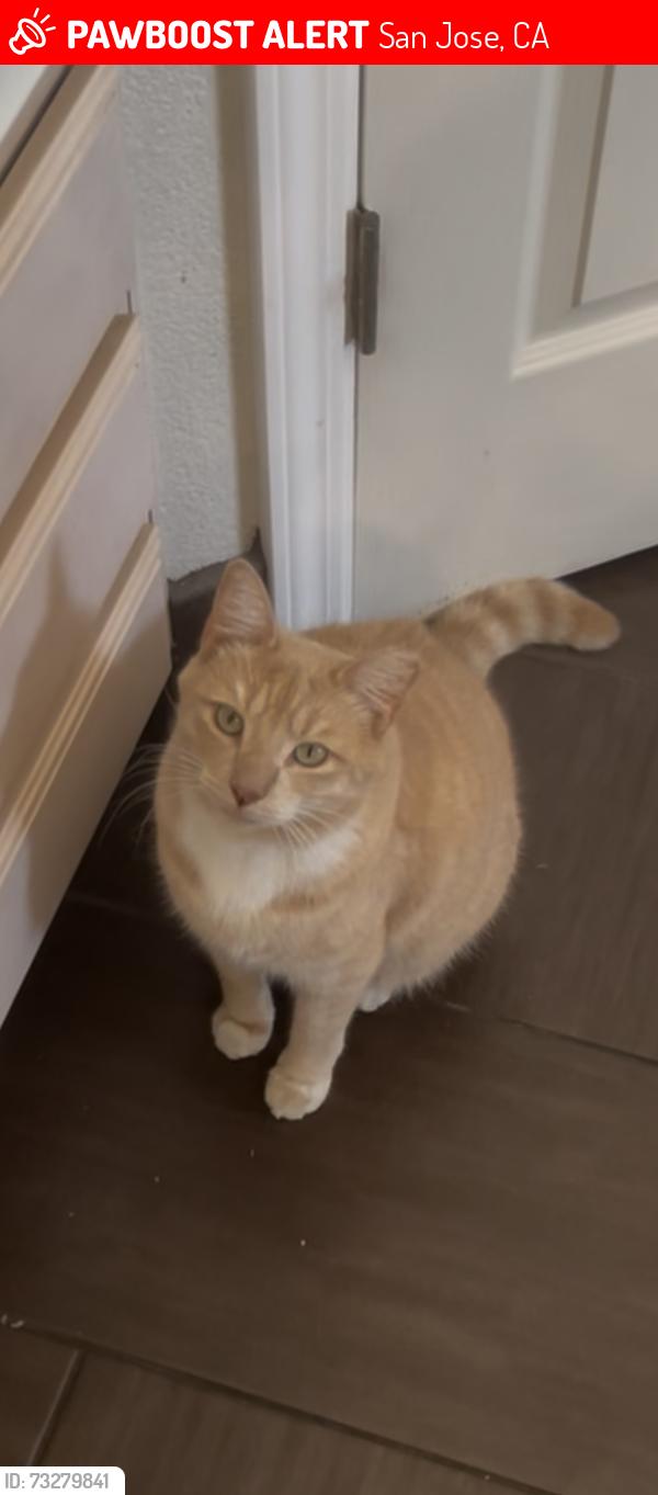 Lost Male Cat last seen in the parking lot of the Lowe’s / VEG, San Jose, CA 95131