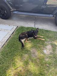 Found/Stray Unknown Dog last seen Near 225, Pasadena, TX 77506