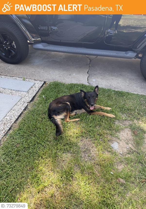 Found/Stray Unknown Dog last seen Near 225, Pasadena, TX 77506