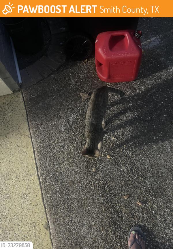 Found/Stray Unknown Cat last seen Hwy 110 south/mixon fire station, Smith County, TX 75789
