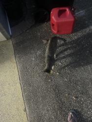 Found/Stray Unknown Cat last seen Hwy 110 south/mixon fire station, Smith County, TX 75789