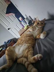 Lost Male Cat last seen Springdale court salem oregon, Salem, OR 97317