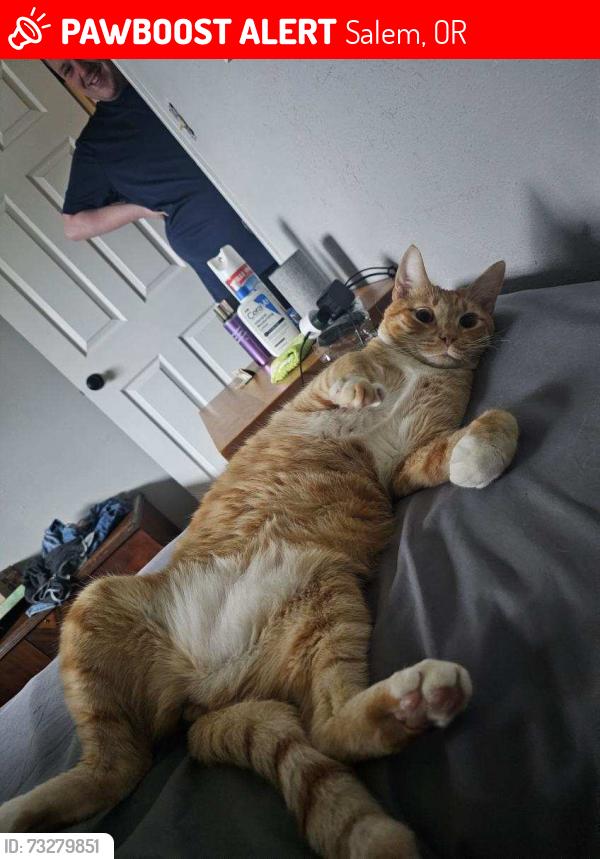 Lost Male Cat last seen Springdale court salem oregon, Salem, OR 97317