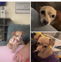Lost Unknown Dog last seen Santa Clara and Elvira, Tucson Estates, AZ 85735
