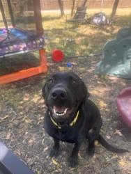 Lost Female Dog last seen N Main Street in red oak Tx, Red Oak, TX 75154