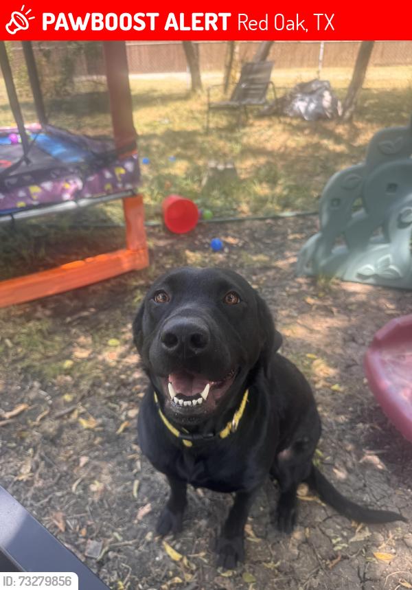 Lost Female Dog last seen N Main Street in red oak Tx, Red Oak, TX 75154