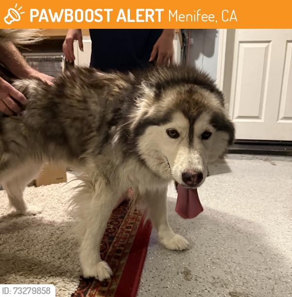 Found/Stray Female Dog last seen Scott and Menifee, Menifee, CA 92586