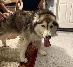 Found/Stray Female Dog last seen Scott and Menifee, Menifee, CA 92586