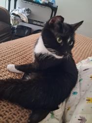 Reunited Male Cat last seen Wilson Ave Sw, Cedar Rapids, IA 52404