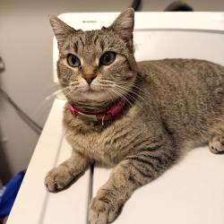 Lost Female Cat last seen 37th and lafayette, Denver, CO 80205