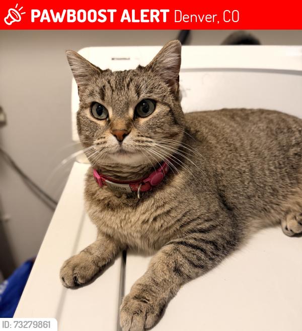 Lost Female Cat last seen 37th and lafayette, Denver, CO 80205