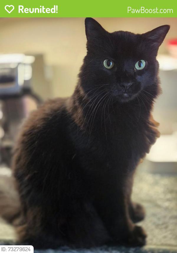 Reunited Male Cat last seen Morgan Parkway, Thanksgiving Fire Road, Zebulon, NC 27597